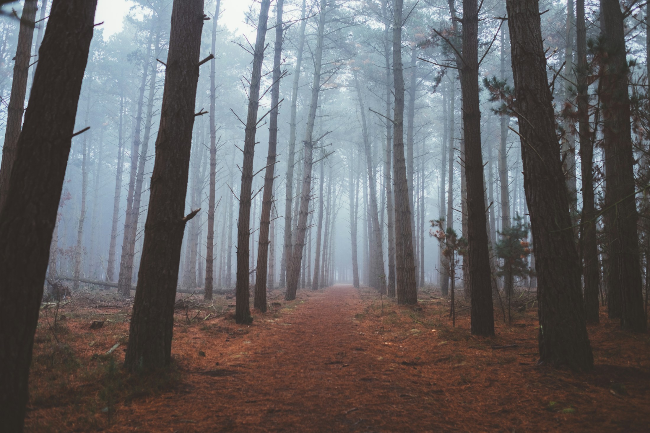 A woodland path winding between dark tree trunks into a soft, misty background
